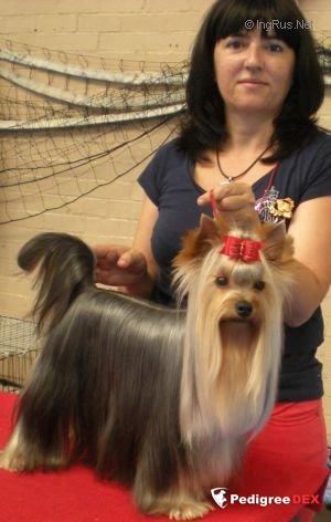  AL ANDALUS DEL VALLE ENCANTADO &mdash; Labaza DogPedigree YorkshireTerrier